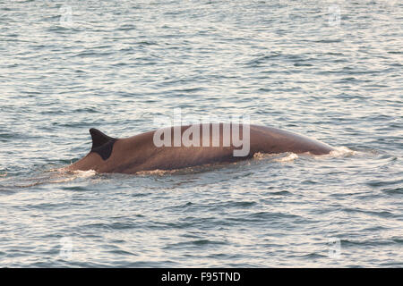 Minke Whale, (Balaenoptera acutorostrata), Witless Bay Ecological Reserve, Newfoundland, Canada Stock Photo