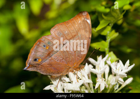 The Orange Oakleaf or Dead Leaf (Kallima inachus) Stock Photo