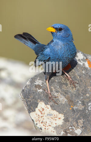 blue-finch-porphyrospiza-
