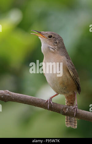 House Wren (Troglodytes aedon) perched on a branch in the Atlantic rainforest of southeast Brazil.
