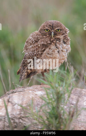 Burrowing Owl (Athene cunicularia) perched on a branch in the Atlantic rainforest of southeast Brazil. Stock Photo