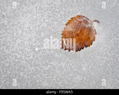 Alder leaf on ice on Abraham Lake, Kootenay Plains, ALberta, Canada Stock Photo