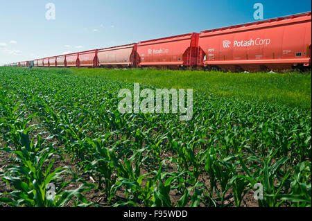 rail hopper cars carrying potash next to a grain corn field, near ...