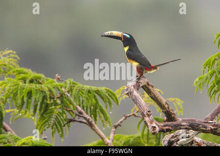 Lettered Aracari (Pteroglossus inscriptus) perched on a branch in Ecuador, South America. Stock Photo