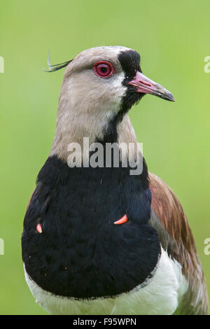 Southern Lapwing (Vanellus chilensis) on the ground in the Atlantic rainforest of southeast Brazil. Stock Photo