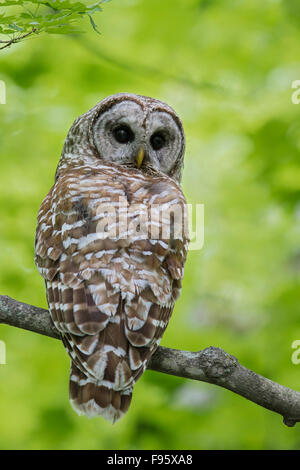 Barred Owl (Strix varia) perched on a branch in southern Ontario, Canada. Stock Photo