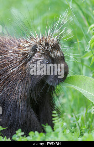 A Porcupine in southern Ontario, Canada. Stock Photo