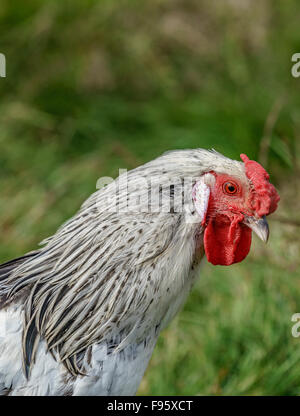 Portrait of Chicken, Hraunsnef Farm, Western Iceland Stock Photo