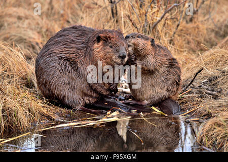 Two beavers  'Castor canadenis' sitting on the edge of thier pond grooming and seeming to comminucate to each other Stock Photo