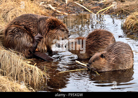 A mother beaver with 2 kits in a shallow section of the beaver pond ...
