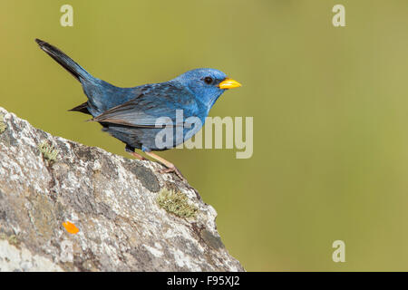 Blue finch hi-res stock photography and images - Alamy Blue finch hi-res stock photography and images - Alamy