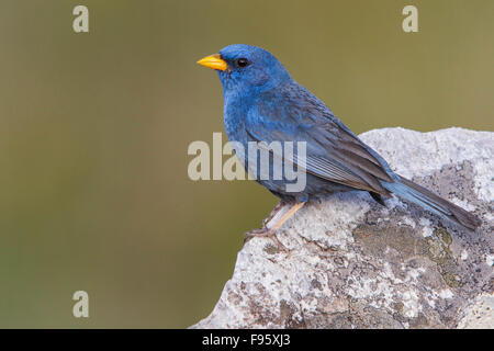 blue-finch-porphyrospiza-