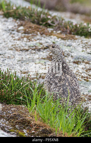 Whitetailed Ptarmigan (Lagopus leucurus) in the alpine habitat of British Columbia, Canada. Stock Photo