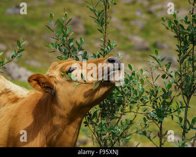 Cow eating small bushes, Nordurardalur Valley, Iceland Stock Photo