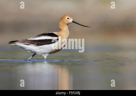 American Avocet (Recurvirostra americana) feeding in a marsh in central Washington State, USA. Stock Photo