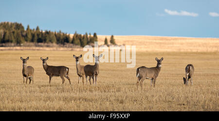 Whitetail Deer, Odocoileus virginianus, Glenbow Ranch Proincial Park, Alberta, Canada Stock Photo