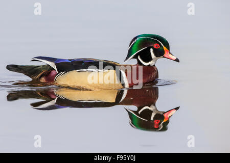 Wood duck (Aix sponsa), male, Burnaby Lake, British Columbia. Stock Photo