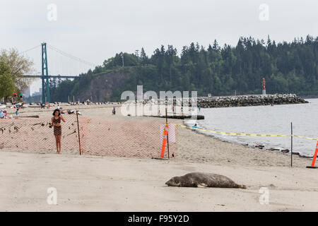 People viewing northern elephant seal (Mirounga angustirostris), juvenile, Ambleside Park, West Vancouver, British Columbia. Stock Photo