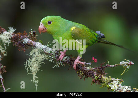 Plain Parakeet (Brotogeris tirica) perched on a branch in the Atlantic rainforest of southeast Brazil. Stock Photo