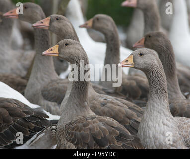 Domestic Geese  American Buff breed Stock Photo