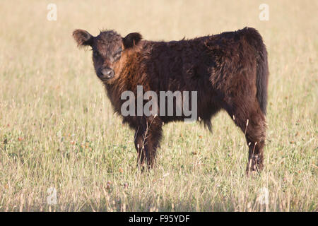 Galloway calf, Alberta, Canada  property released Stock Photo