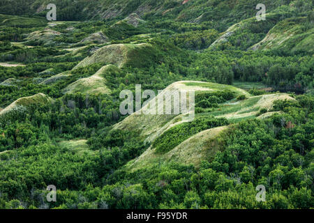 Dry Island Buffalo Jump Provincial Park, Alberta, Canada Stock Photo