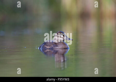 Ruddy duck (Oxyura jamaicensis), female, Kamloops, British Columbia. Stock Photo