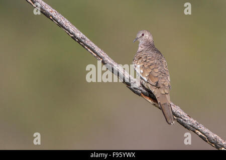 Scaled Dove (Columbina squammata) perched on a branch in the Atlantic rainforest of southeast Brazil. Stock Photo