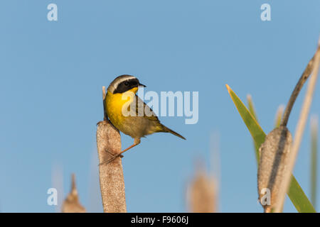 Common yellowthoat (Geothlypis trichas), male, on cattail (Typha sp.), Lac Le Jeune, British Columbia. Stock Photo