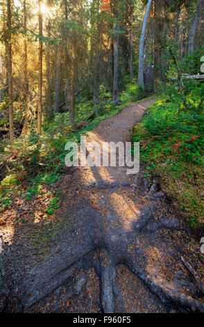 West Opabin Plateau Trail, Yoho National Park, British Columbia, Canada Stock Photo