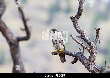Peregrine falcon (Falco peregrinus), ThompsonNicola region, British Columbia. Stock Photo