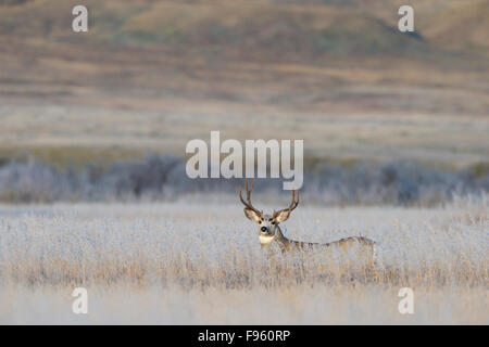 Mule deer (Odocoileus hemionus), buck on a frosty fall morning, Grasslands National Park, Saskatchewan. Stock Photo