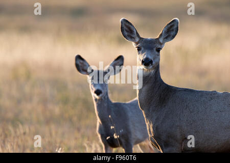 Mule deer (Odocoileus hemionus), doe and fawn, Grasslands National Park, Saskatchewan.