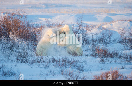 Polar bear (Ursus maritimus), males sparring, among willows (Salix sp.),  Cape Churchill, Wapusk National Park, Manitoba. Stock Photo