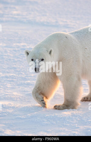 Polar bear (Ursus maritimus), walking, Cape Churchill, Wapusk National Park, Manitoba. Stock Photo