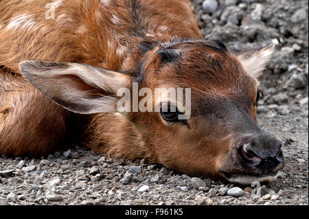 A close up image of a newborn elk calf laying down in a low position to hide from the photographer near Jasper National Park Stock Photo