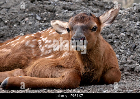 A newborn elk calf  'Cervus elaphus; laying down on a graveled area near Jasper National Park Alberta Canada Stock Photo