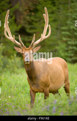 An young bull elk, Cervus Canadensis near Jasper, Alberta Stock Photo