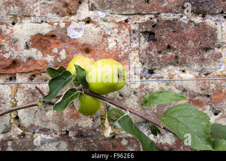 Malus domestica. Apple Warner's King trained against a wall. Stock Photo