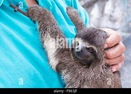 Woman holds a sloth, Iquitos, the largest city in the Peruvian rainforest and the fifthlargest city of Peru Stock Photo