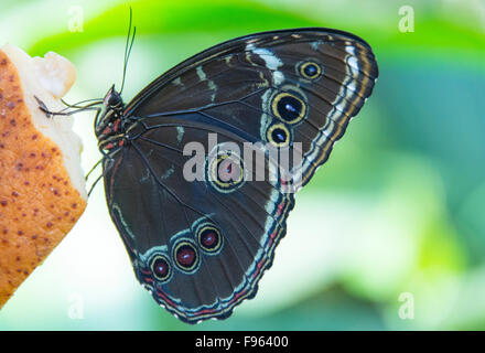 Blue Morpho butterfly,  Amazon River, Peru Stock Photo