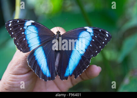 Blue Morpho butterfly,  Amazon River, Peru Stock Photo