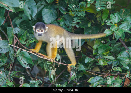 A Squirrel Monkey perched on a branch in Manu National Park, Peru. Stock Photo