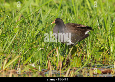 Common Moorhen (Gallinula chloropus) feeding at the edge of a lake in Manu National Park, Peru. Stock Photo