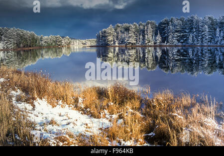 Snow covered trees reflected in Mew Lake, Algonquin Provincial Park, Ontario, Canada Snow covered trees reflected in Mew Lake, Algonquin Provincial Park, Ontario, Canada