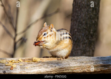 Eastern Chipmunk (Tamius striatus) eating a peanut at Lynde Shores Conservation Area, Whitby, Ontario, Canada