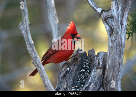 Male Northern Cardinal (Cardinalis cardinalis) eating sunflower seeds, South Llano River State Park, Texas. Stock Photo