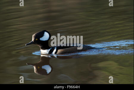 Hooded Merganser male with his reflection on the water. (Lophodytes cucullatus). Near Lake Superior, Ontario, Canada Stock Photo