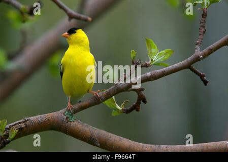 American Goldfinch male, perched on spring apple tree branch, (Spinus tristis).  Northern Ontario. Canada Stock Photo