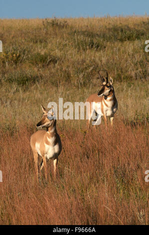 Pronghorn Antelope male and female on grassy hillside watchful of something in the distance. (Antilocapra americana); Custer Stock Photo